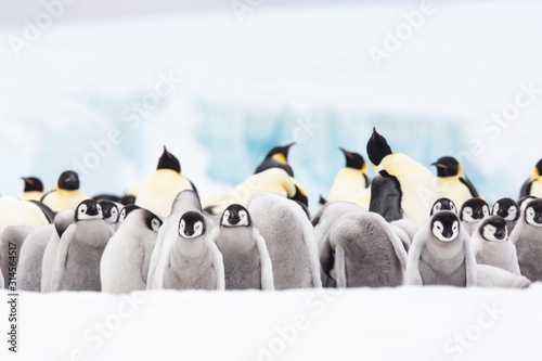 Emperor penguin colony adults and chicks on the sea ice, Snow Hill, Antractica photo