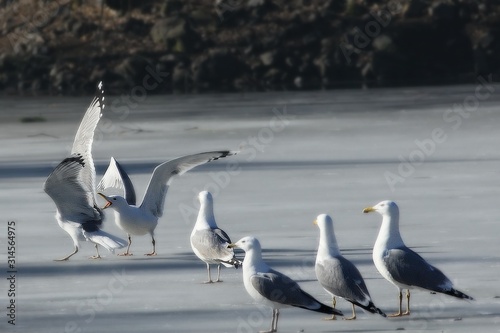 The Great Black-backed Gull (Larus marinus) fighting on the ice on the lake.