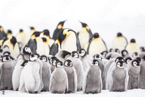 Emperor penguin colony adults and chicks on the sea ice, Snow Hill, Antractica photo