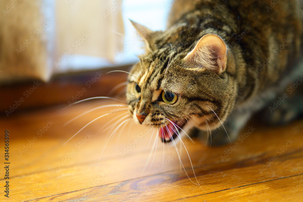Tête de chat tigré gros plan, drôle de grimace.