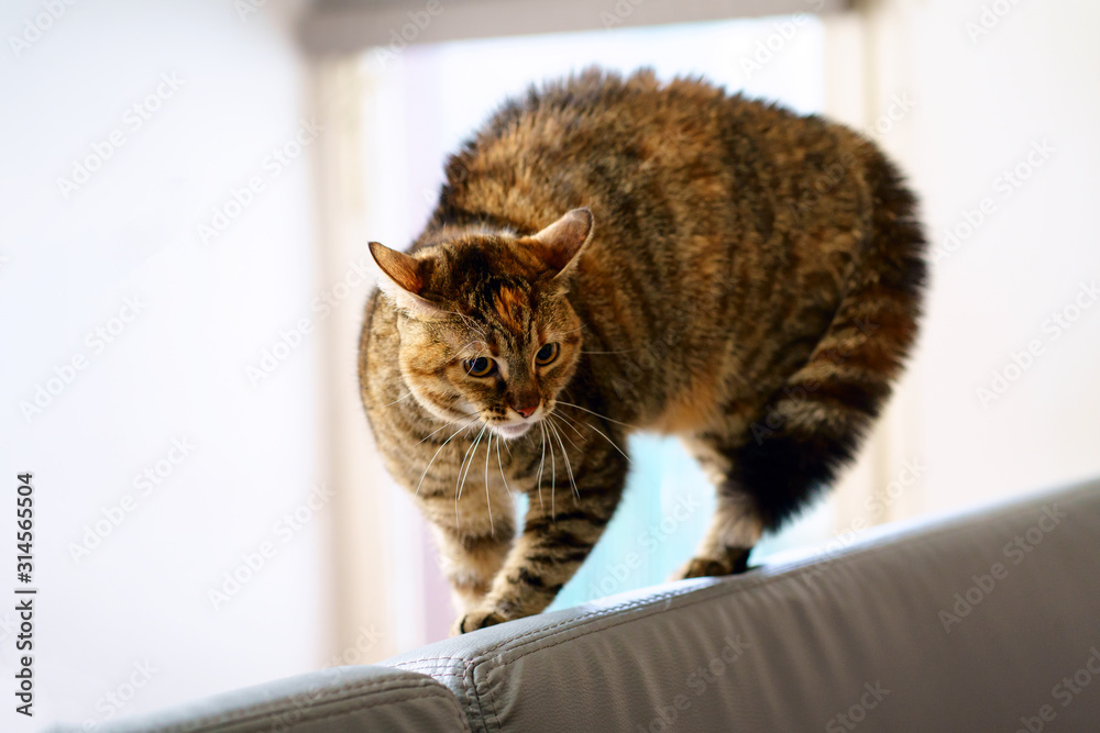 Chat rayé, debout sur le canapé, poil hérissé, quand il voit un chien.