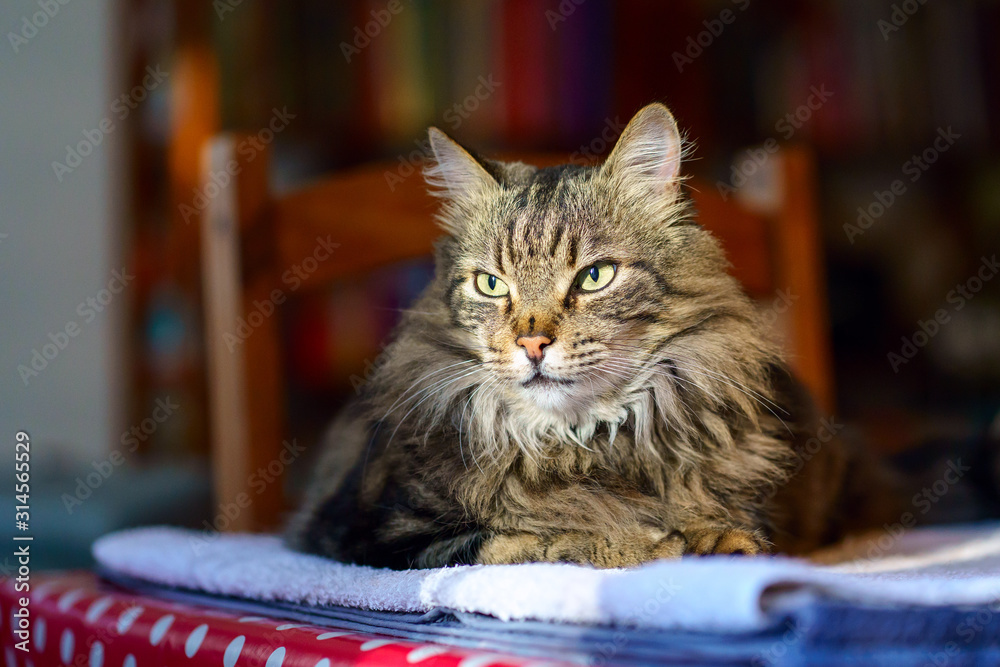 Beau chat tigré poilue, gros plan.