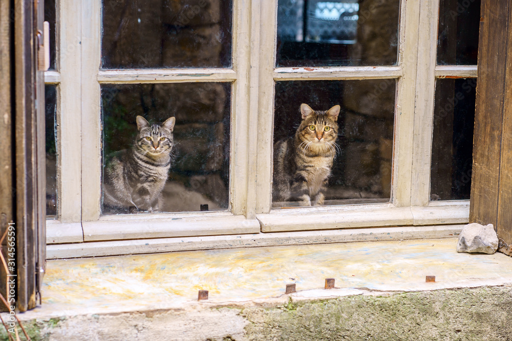 Deux jolis chats tigre assis dans la fenêtre.