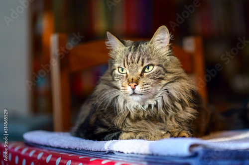 Obraz na płótnie Beau chat tigré poilue, gros plan. w salonie