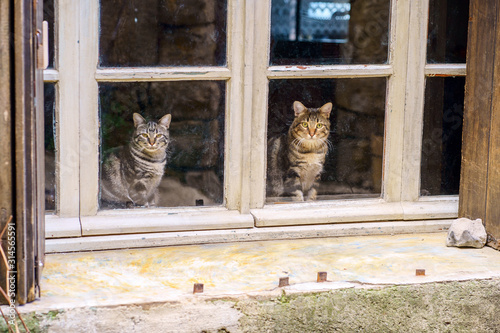 Obraz na płótnie Deux jolis chats tigre assis dans la fenêtre. w salonie