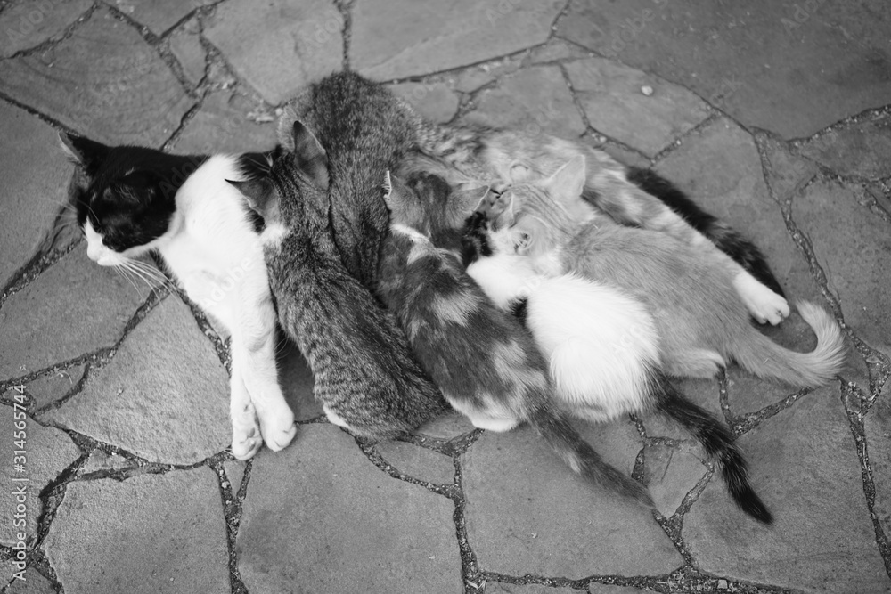 Cat feeding her kittens on the stone floor outdoor, top view.