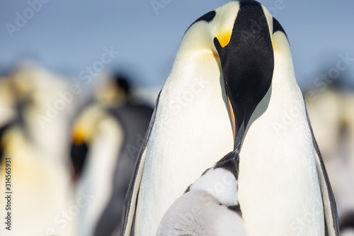 Emperor penguin colony adults and chicks on the sea ice, Snow Hill, Antractica photo