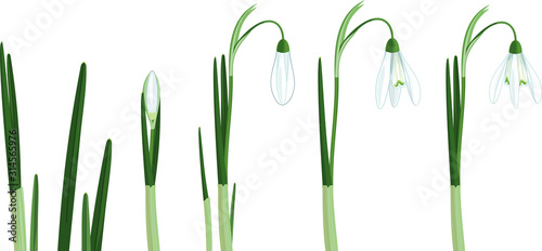 Set of Galanthus nivalis or Common snowdrop. Stages of growth from sprout to flowering plant with green leaves and white flower isolated on white background