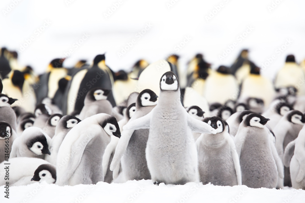 Emperor penguin colony adults and chicks on the sea ice, Snow Hill, Antractica - obrazy, fototapety, plakaty 