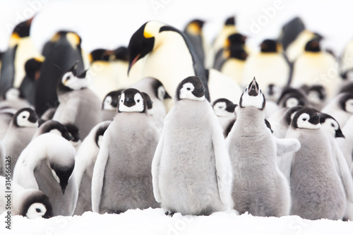 Emperor penguin colony adults and chicks on the sea ice, Snow Hill, Antractica photo