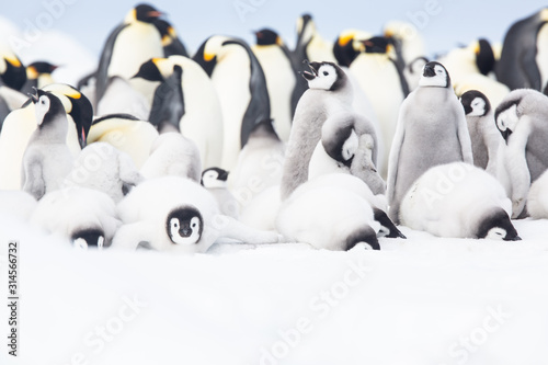 Emperor penguin colony adults and chicks on the sea ice, Snow Hill, Antractica photo