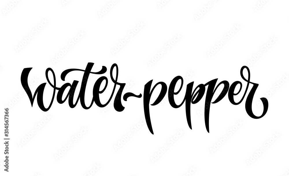 Water-pepper - vector hand drawn calligraphy style lettering word.