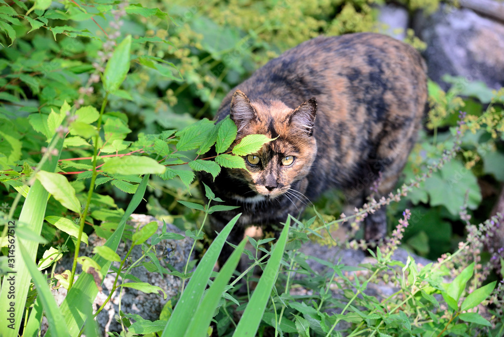 Tortoiseshell garden cat on the hunt for voles.