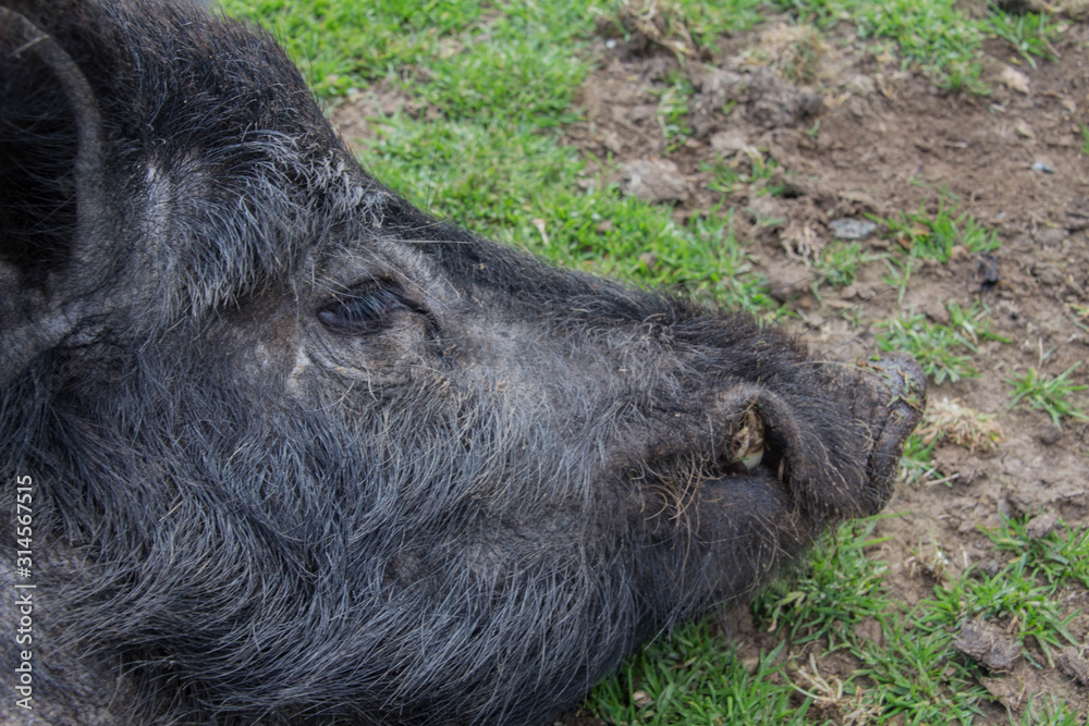 Fototapeta premium Wildschwein