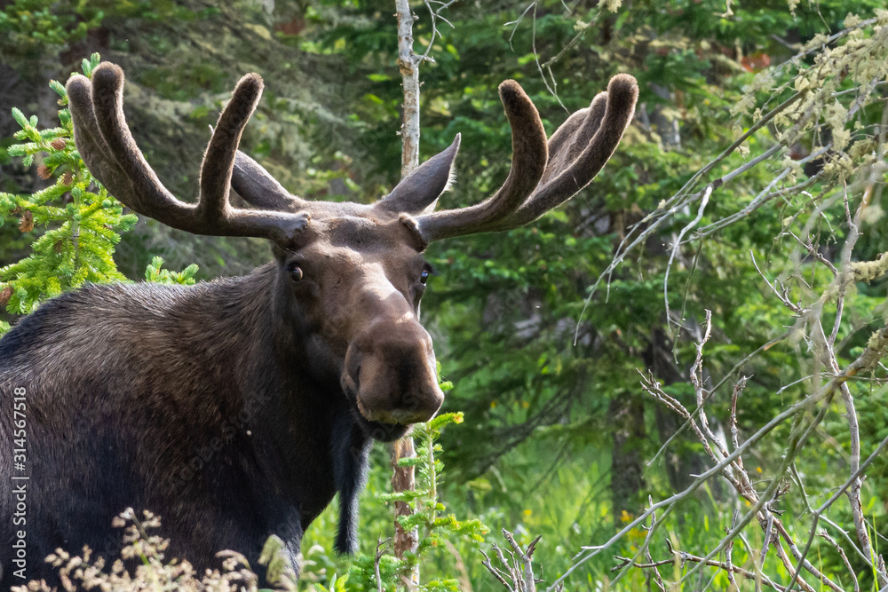 Shiras Moose in Colorado. Shiras are the smallest species of Moose in North America Shiras Moose in Colorado. Shiras are the smallest species of Moose in North America