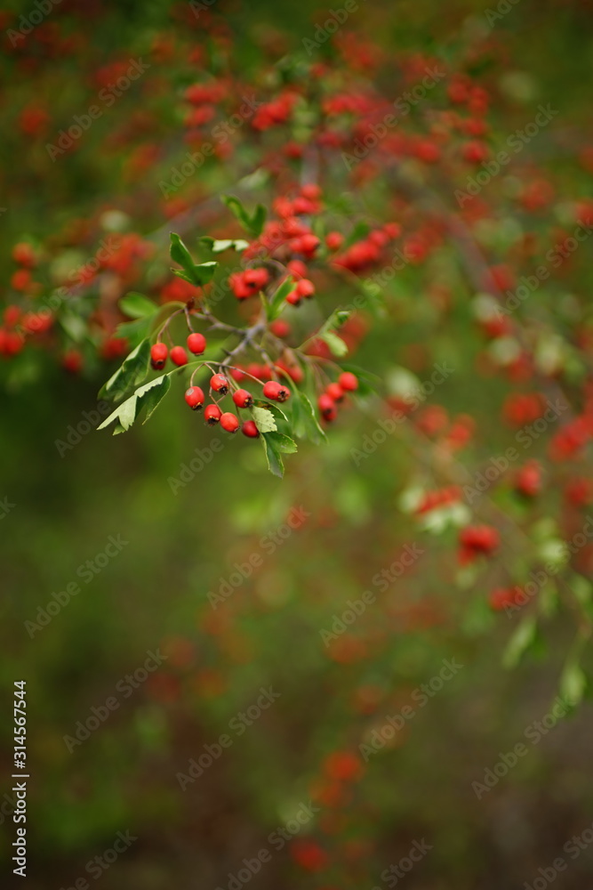 Closeup branches with red berries and green leaves of hawthorn.