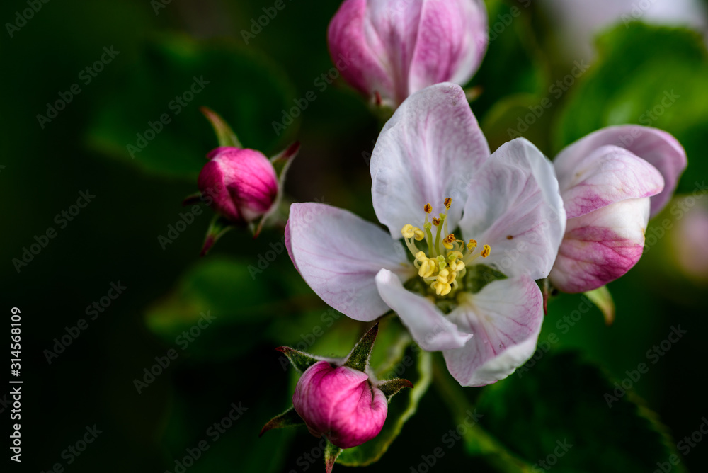 Fototapeta premium Cherry blossom and buds in the garden during springtime