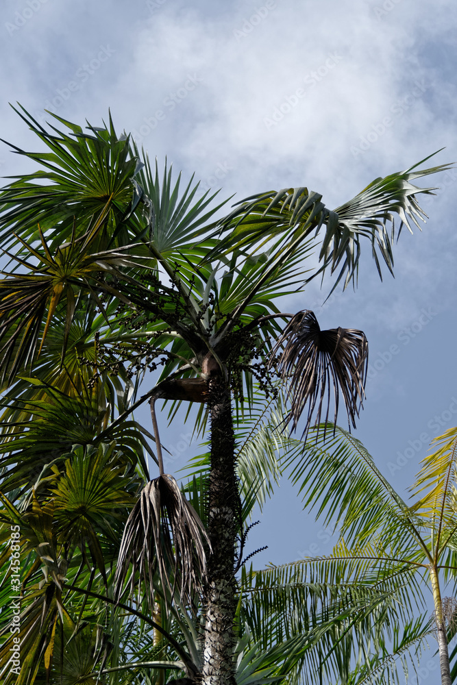 Fototapeta premium Stipe, fruits et palmes du Ti-bâche _ Guyane française