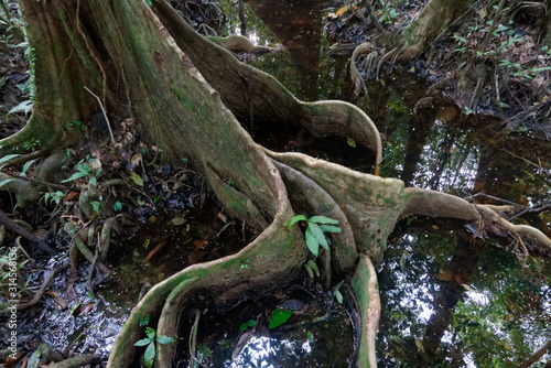 Racine d un jeune Pterocarpus dans l eau et ses reflets - Guyane fran  aise