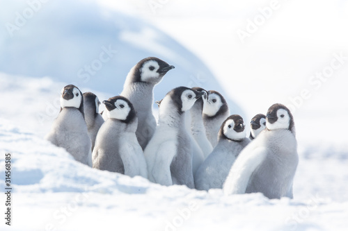Emperor penguin colony, adults and chicks, Snow Hill, Antarctica