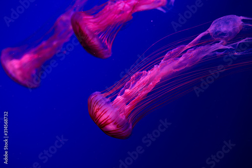 Colorful Jellyfish underwater. Jellyfish moving in water.