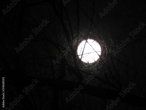 Wolf moon shining behind the trees