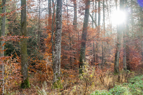 Herbst im Mischwald