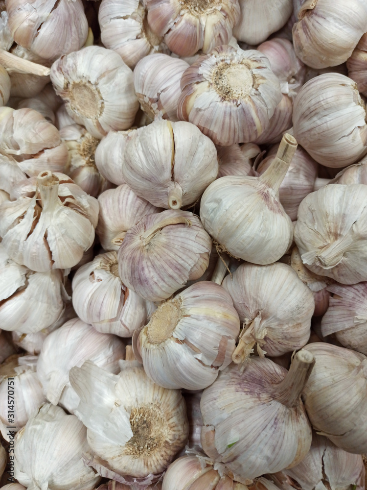 Garlic is a perennial herb. a species of the genus Onion of the Amaryllis family of the Onion subfamily, previously placed in the independent now abolished Onion family. A popular vegetable culture am Garlic is a perennial herb. a species of the genus Onion of the Amaryllis family of the Onion subfamily, previously placed in the independent now abolished Onion family. A popular vegetable culture am