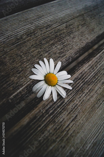 daisy on wooden background