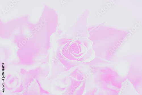 Pale pink and white color background, floral rose pattern