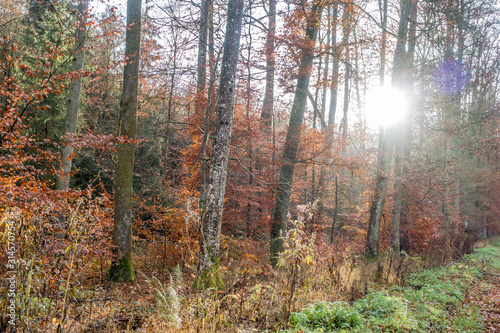 Herbst im Mischwald