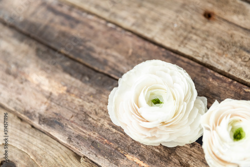 persian buttercup flower on a wooden grungy background