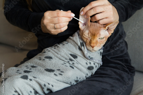 cleaning ears sphinx cat