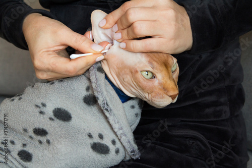 cleaning sphinx cats ears