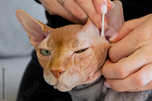 clean ears sphinx cat