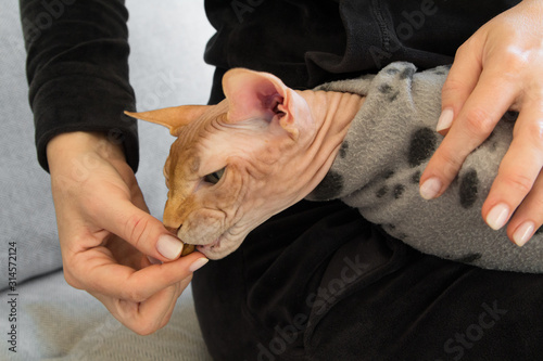 give tidbit to cat sphinx