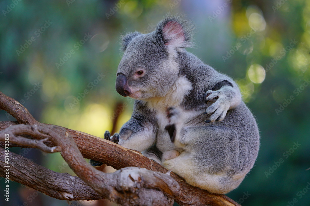 A koala on a eucalyptus gum tree in Australia A koala on a eucalyptus gum tree in Australia