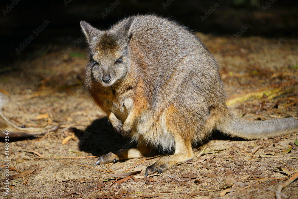 Australian wallaby kangaroo at a park in Perth, Australia Australian wallaby kangaroo at a park in Perth, Australia
