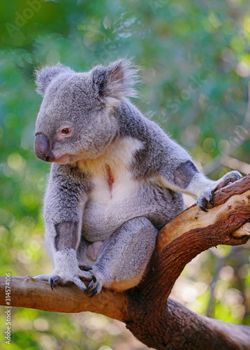 A koala on an eucalyptus gum tree in Australia