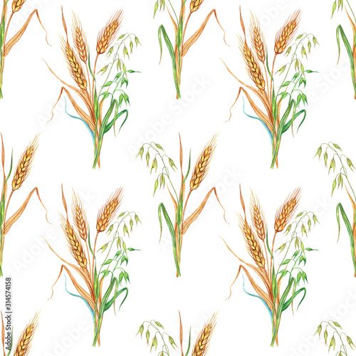 Ears of wheat or rye and oats seamless pattern, watercolor illustration on white background, isolated.