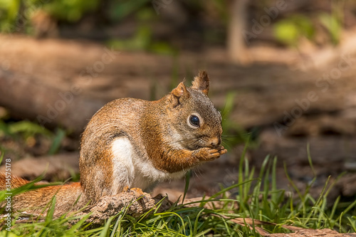 A beautiful American red squirrel feeding in the forest. 