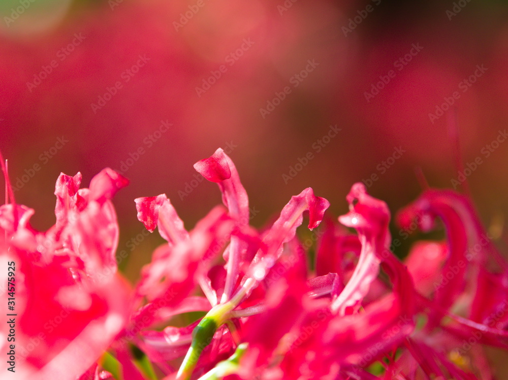 closeup of red flower