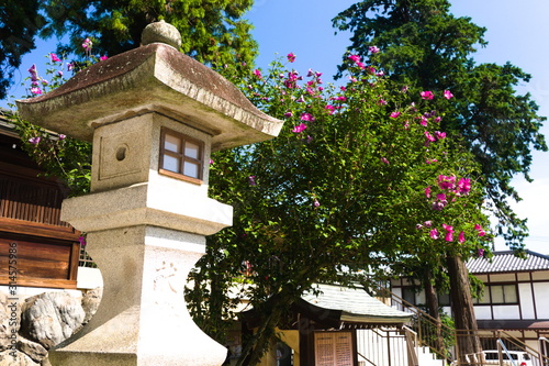 Obraz na płótnie house in garden w salonie