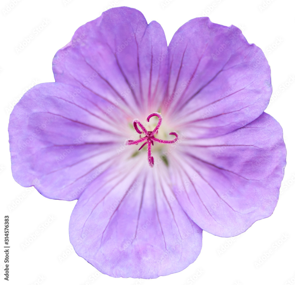 Obraz premium flower on isolated background