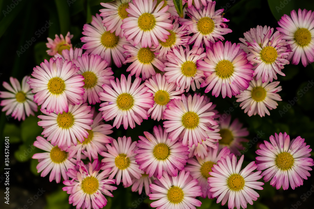 Osteospermum Osteospermum