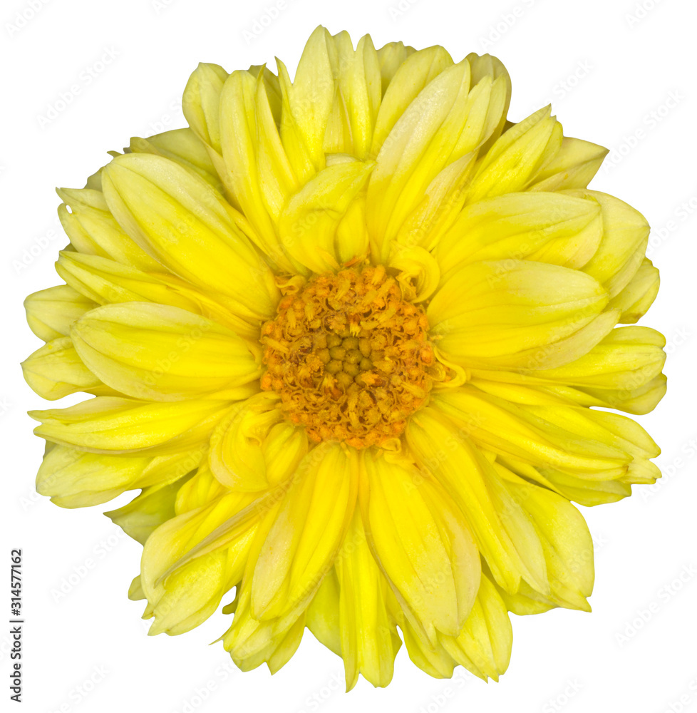 flower on isolated background flower on isolated background
