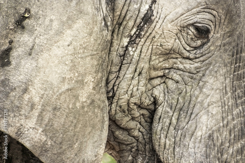 African Elephant close up in Zambia, Africa © Roger