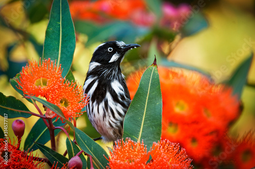 New Holland Honeyeater - Phylidonyris novaehollandiae - australian bird with yellow color in the wings feeding on the red bloom. Australia, Tasmania