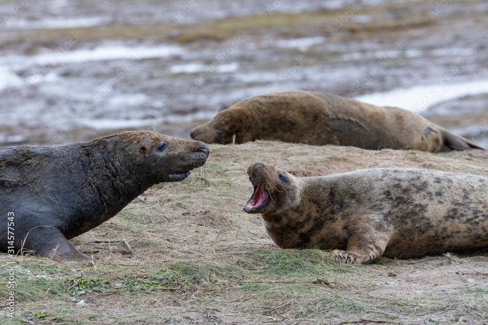 Fototapeta premium seal mating