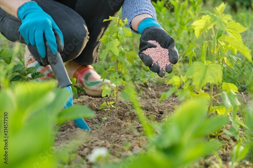 Granules fertilizer in hands of woman gardener